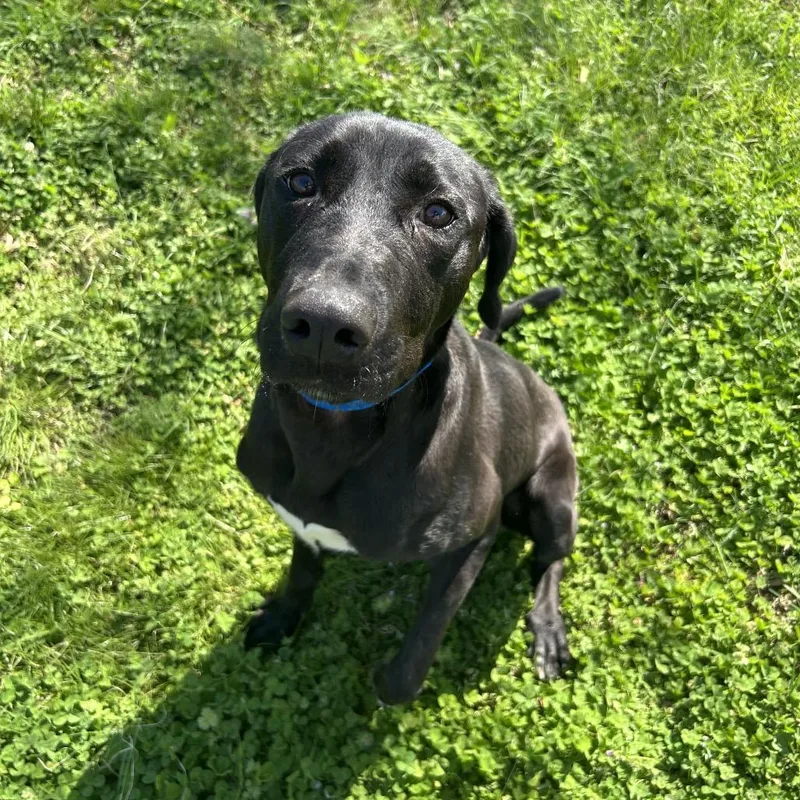 Humpty Dumpty thumbnail 3