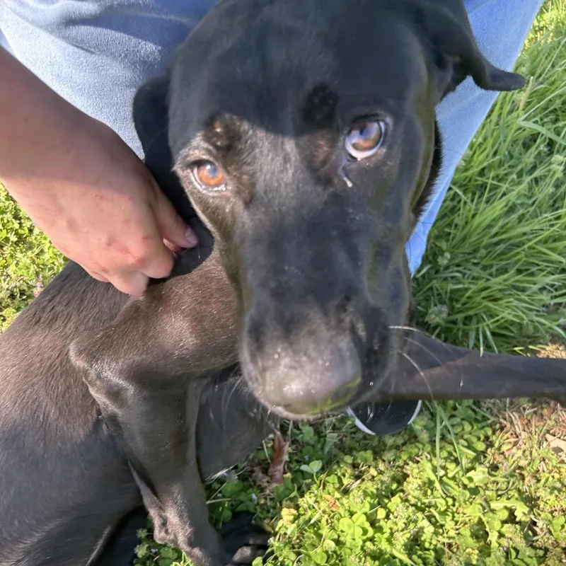 Humpty Dumpty thumbnail 4