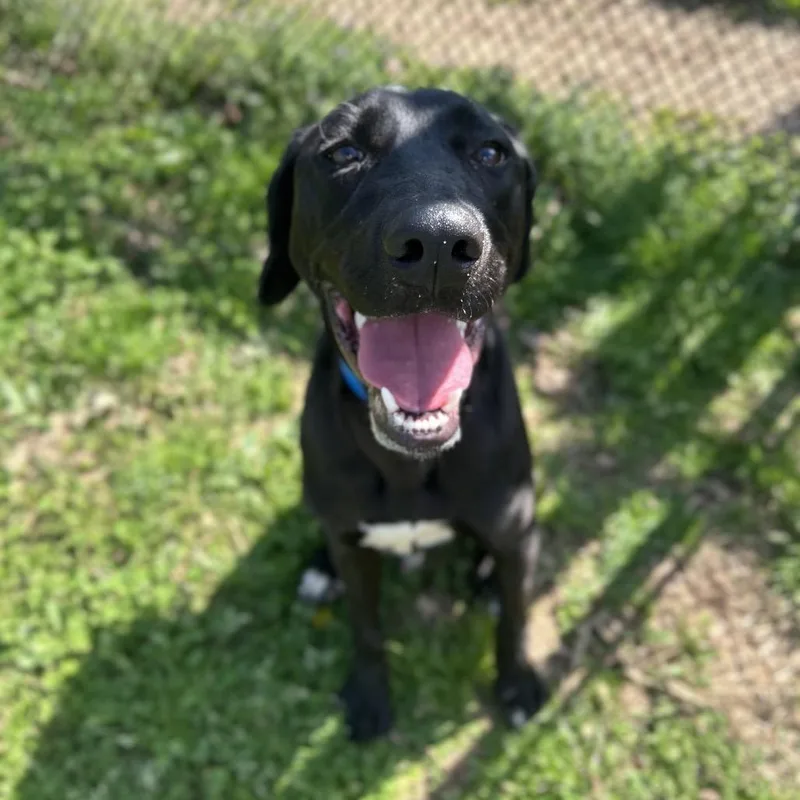 Humpty Dumpty thumbnail 5