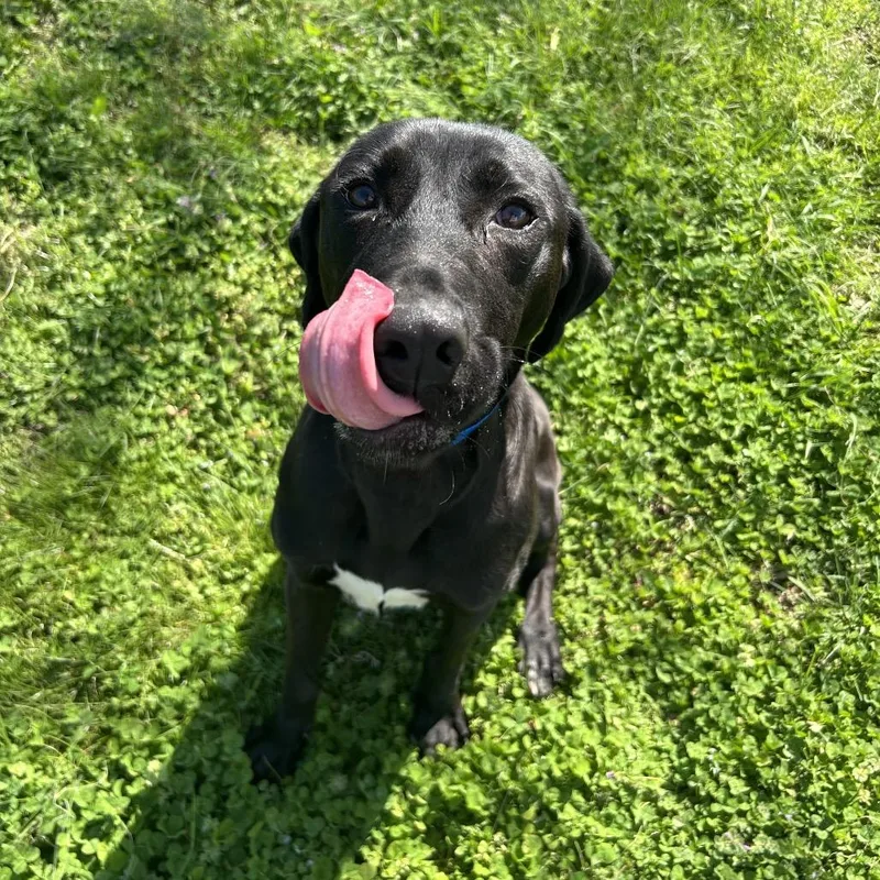 Humpty Dumpty thumbnail 6