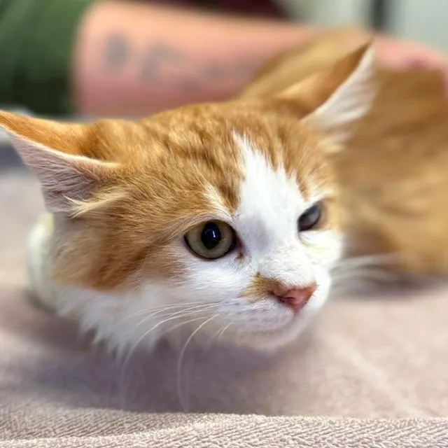 A baby small-sized male Orange / Red Domestic Medium Hair cat named Pumpkin for adoption in Santa Rosa, CA