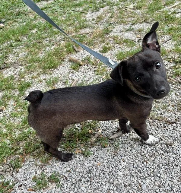 A baby small-sized male Jack Russell Terrier dog named Charley for adoption in Princeton, IN
