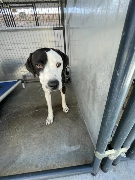 An adult large-sized female Pit Bull Terrier dog named Ditto for adoption in Victorville, CA