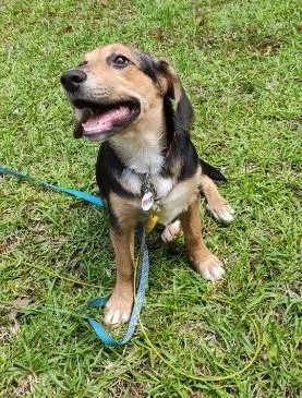A baby medium-sized female Beagle dog named Skye for adoption in Clayton, NC
