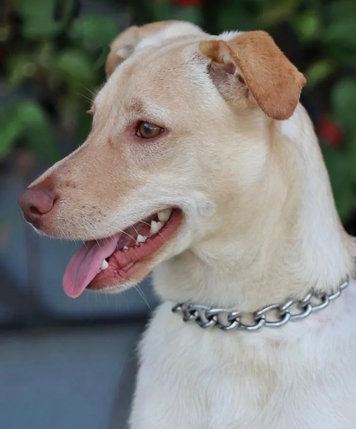 A young large-sized male Golden German Shepherd Dog dog named Sunny von Sohren for adoption in Los Angeles, CA