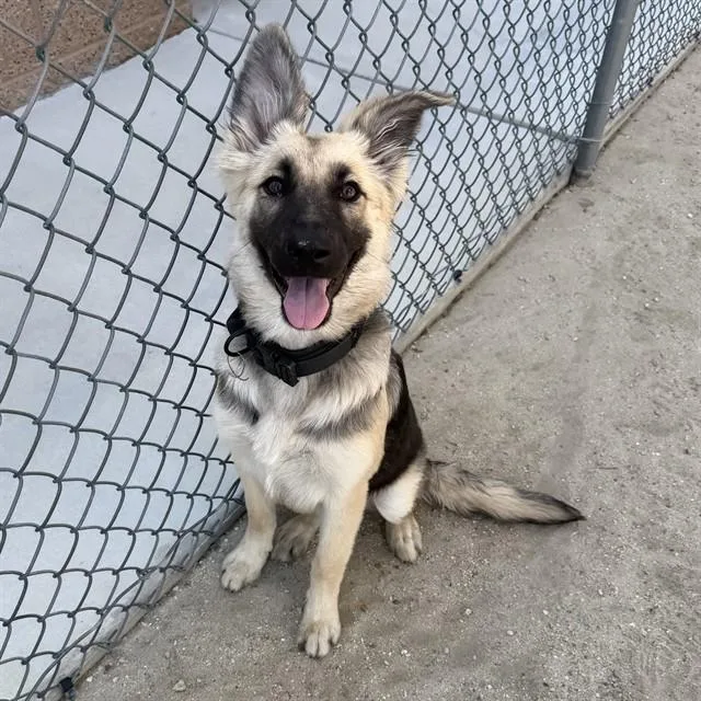 A baby small-sized female German Shepherd Dog dog named Lexi for adoption in Riverside, CA