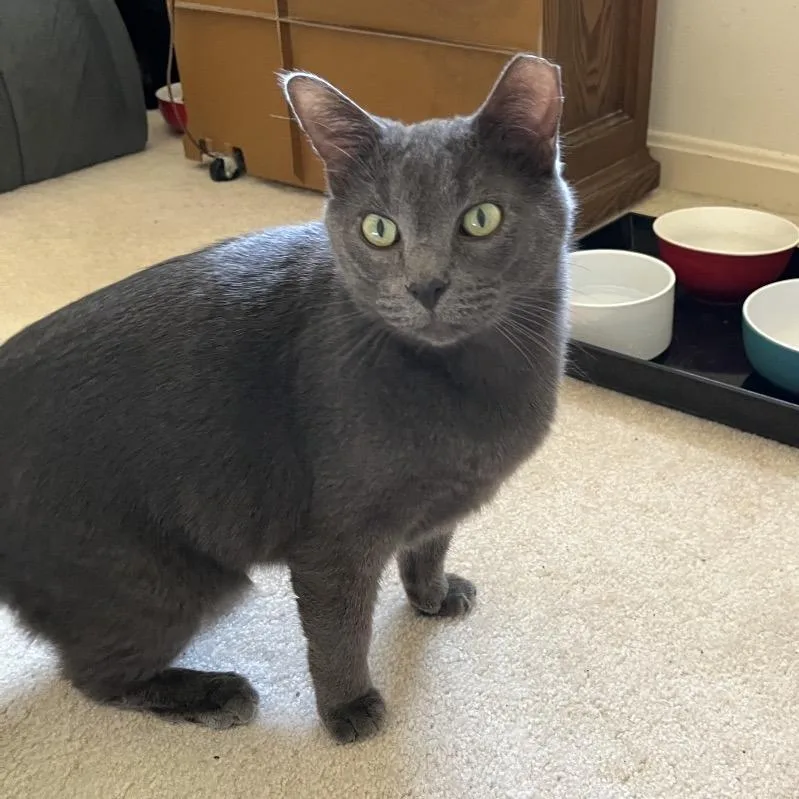A senior large-sized male Gray / Blue / Silver Domestic Short Hair cat named Smokey for adoption in Evansville, IN