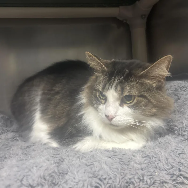 A senior large-sized female Brown / Chocolate Domestic Long Hair cat named Glitter for adoption in Canastota, NY