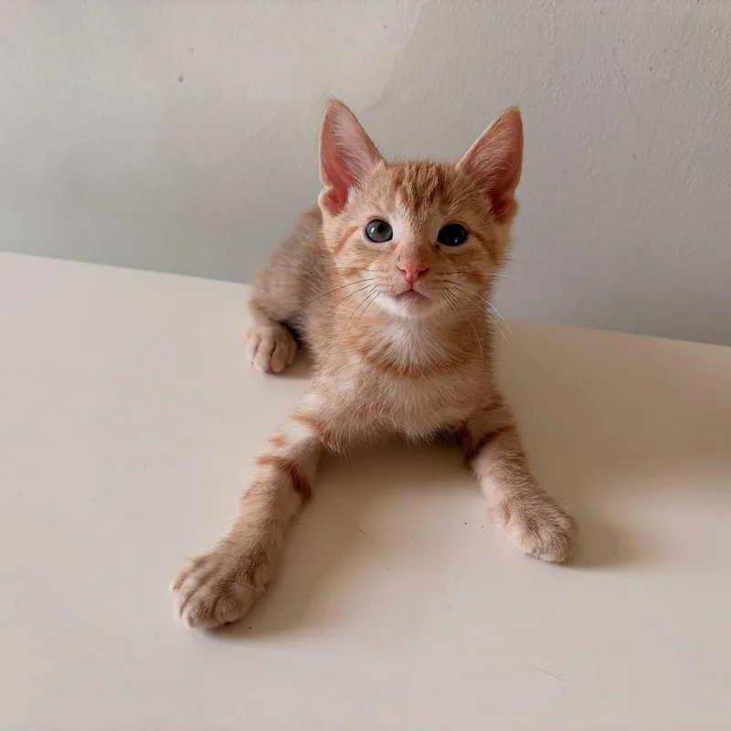 A baby medium-sized male Tabby (Orange / Red) Domestic Short Hair cat named Chip for adoption in Chicago, IL