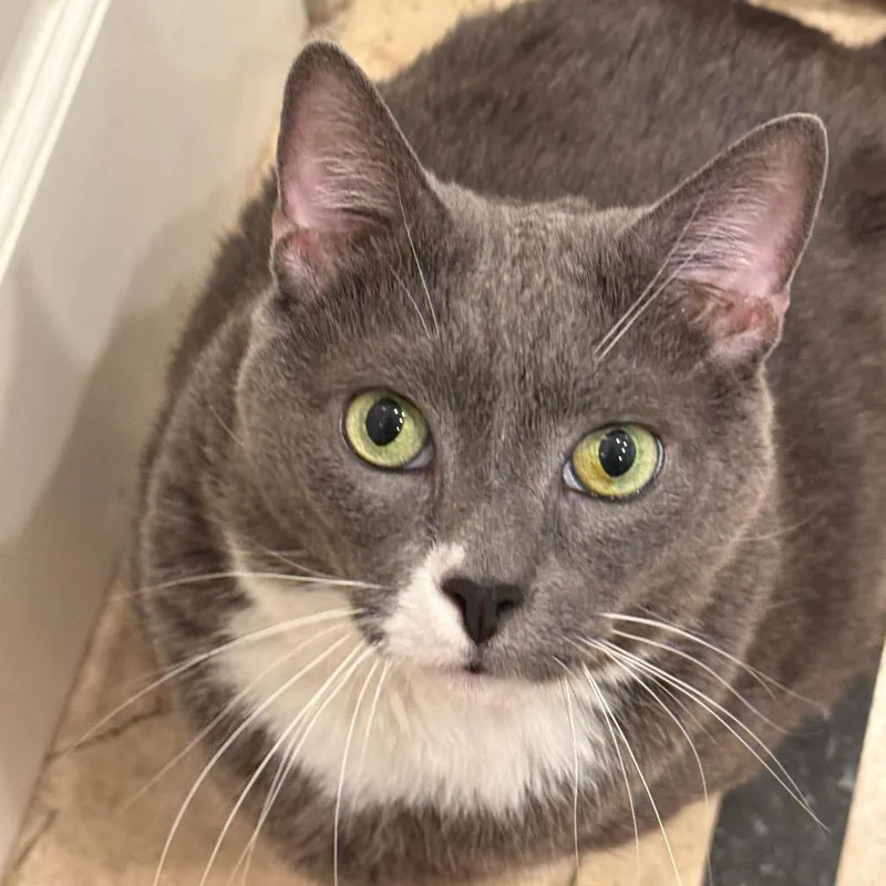 A senior extra large-sized male Gray / Blue / Silver Domestic Short Hair cat named Quincy for adoption in Los Angeles, CA
