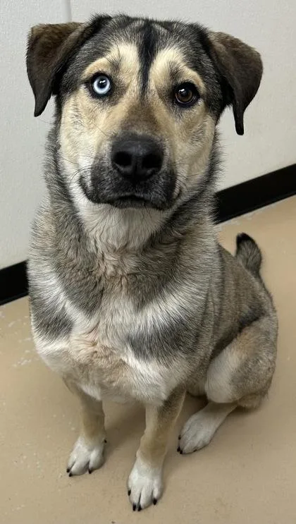 An adult large-sized male Shepherd dog named Denali for adoption in Phoenix, AZ