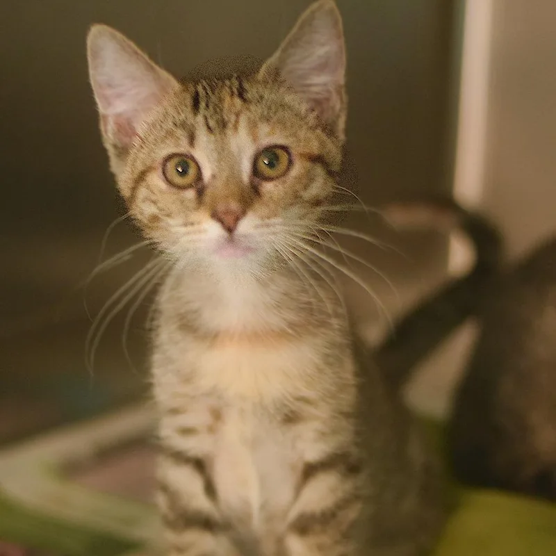 A baby small-sized female Torbie Domestic Short Hair cat named Birch for adoption in Belleville, IL