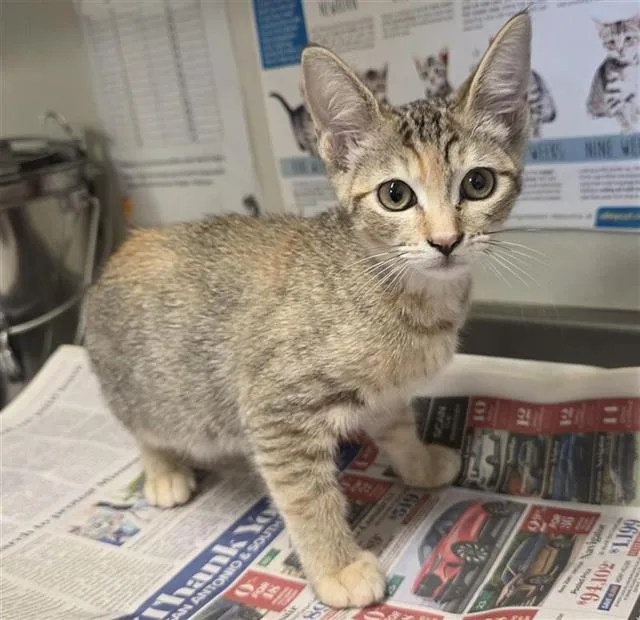 A baby small-sized female Domestic Short Hair cat named Dorris for adoption in San Antonio, TX