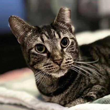 An adult small-sized male Gray / Blue / Silver Domestic Short Hair cat named Tye for adoption in Atlanta, GA