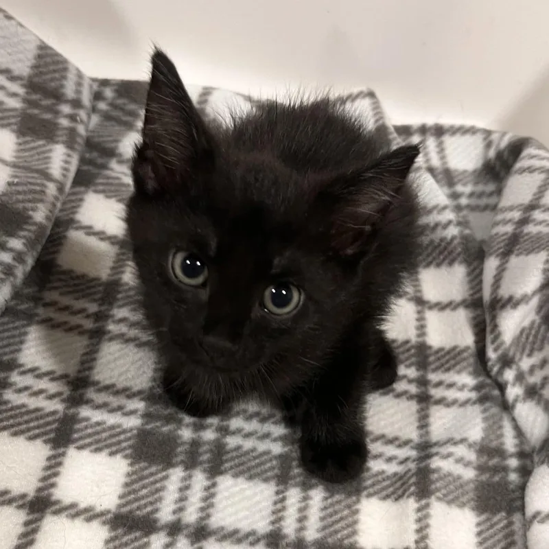 A baby small-sized male Black Domestic Short Hair cat named Toad for adoption in Washburn, MO