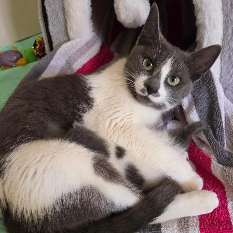 An adult medium-sized female Gray / Blue / Silver Domestic Short Hair cat named Biscuits McQueen for adoption in Keizer, OR