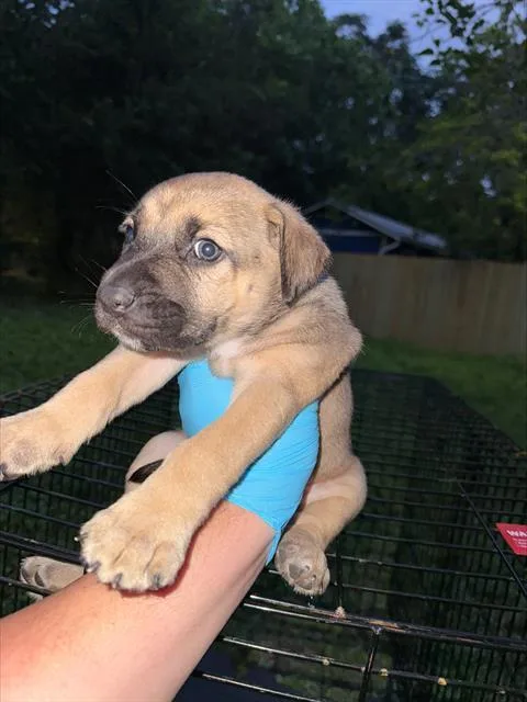 A baby small-sized female American Staffordshire Terrier dog named Bianca for adoption in San Antonio, TX