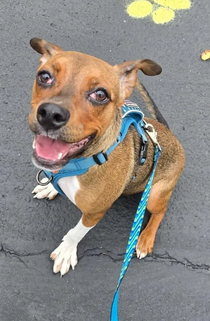 A young medium-sized female Brown / Chocolate Mixed Breed dog named Cherry Pie for adoption in Canon City, CO