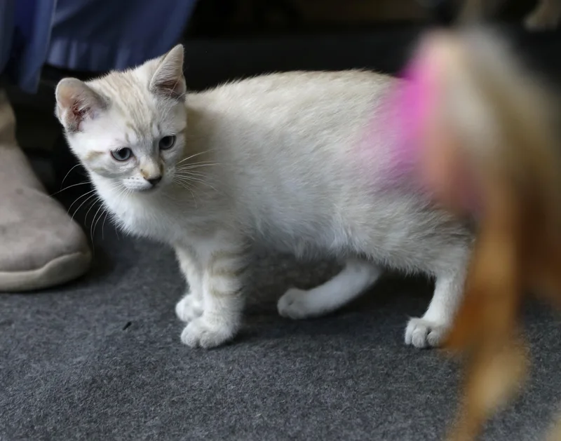 A baby medium-sized female Lilac Point Siamese cat named Coda for adoption in Cut Bank, MT