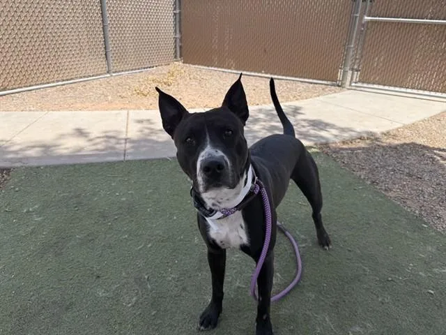 A young large-sized male Pit Bull Terrier dog named Raphael for adoption in Phoenix, AZ
