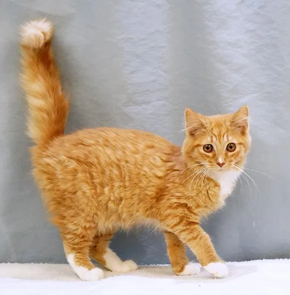 Simba