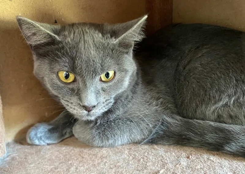 A baby medium-sized female Domestic Short Hair cat named Stapleton for adoption in Cumming, GA