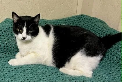 A senior large-sized female Domestic Short Hair cat named Clover for adoption in Visalia, CA