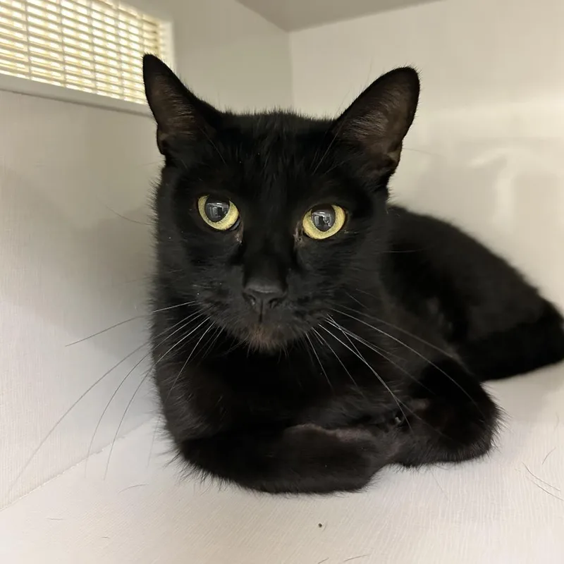 A young medium-sized female Black Domestic Short Hair cat named Onyx for adoption in Redwood City, CA