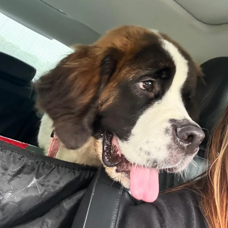 A young extra large-sized female Brown / Chocolate Saint Bernard dog named Mini for adoption in Pasadena , MD