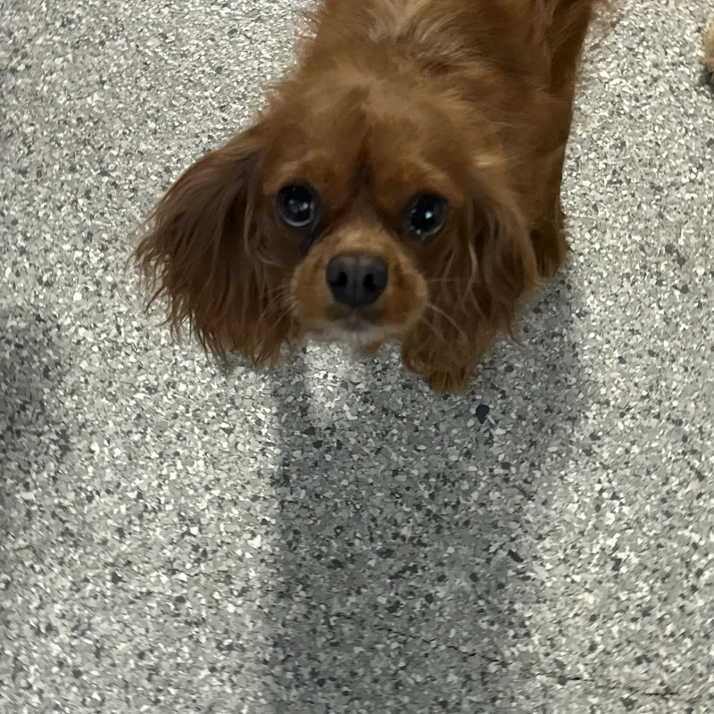 An adult small-sized female Red / Chestnut / Orange Cavalier King Charles Spaniel dog named Cashmere. . lbs for adoption in Antwerp, OH