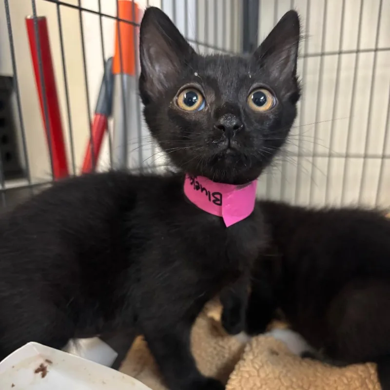 A baby small-sized female Black Domestic Short Hair cat named Bluejay for adoption in Lakeland, FL