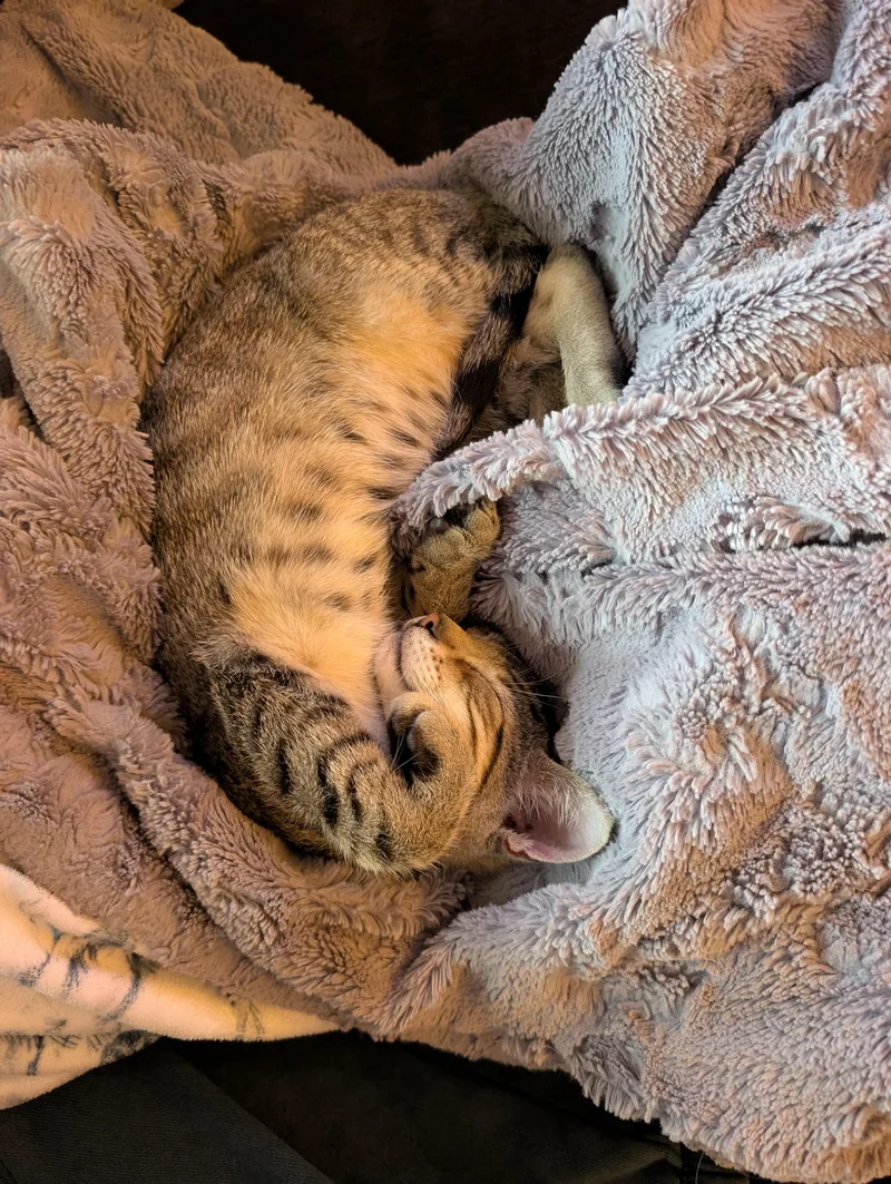 A baby small-sized male Domestic Short Hair cat named Griffin for adoption in Columbus , OH