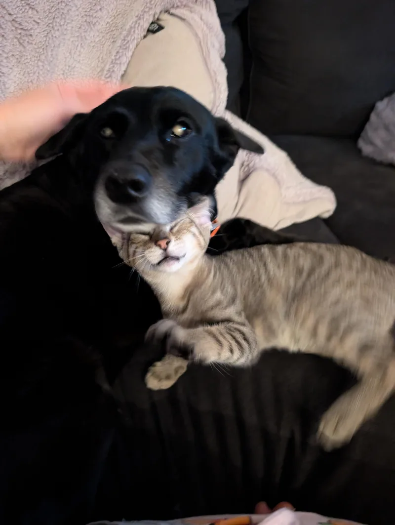 Griffin thumbnail 5