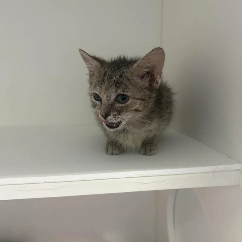 A baby small-sized female Gray / Blue / Silver Domestic Short Hair cat named Palace for adoption in Greensboro, NC