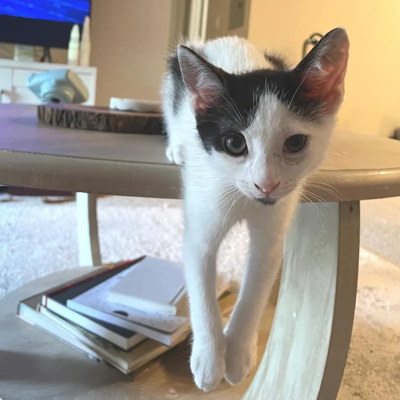 A young large-sized female White Domestic Short Hair cat named Angie for adoption in Houston, TX