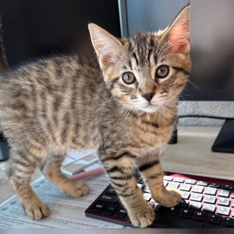 A baby small-sized male Domestic Short Hair cat named Tiger for adoption in Allyn, WA