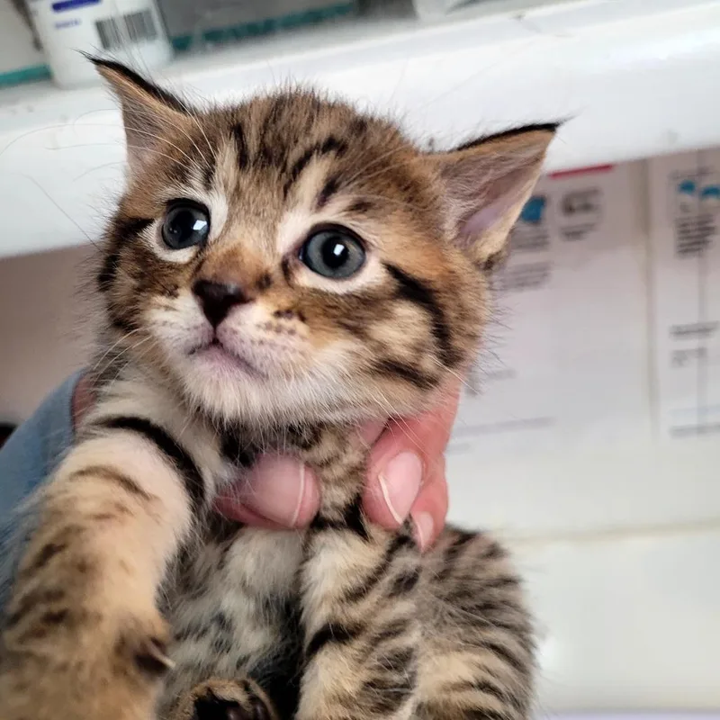 Tiger thumbnail 5