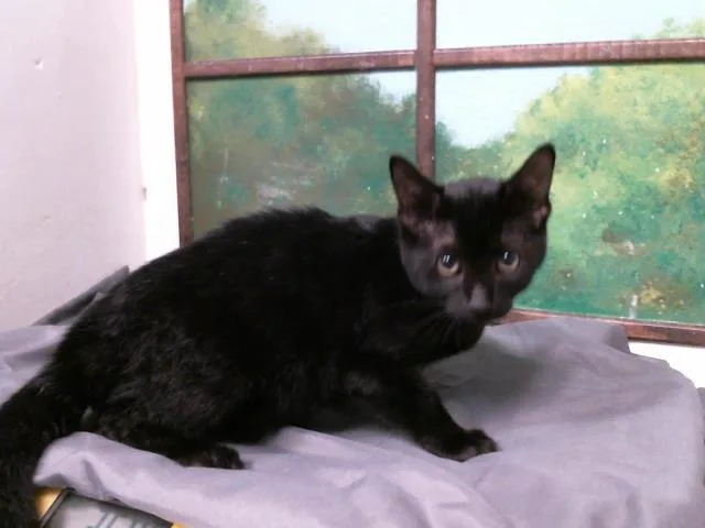 A baby small-sized female Domestic Short Hair cat named Raven for adoption in Houston, TX
