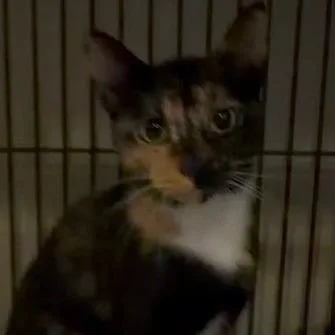 An adult medium-sized female Tortoiseshell Domestic Short Hair cat named Mistletoe for adoption in Elwood, IN