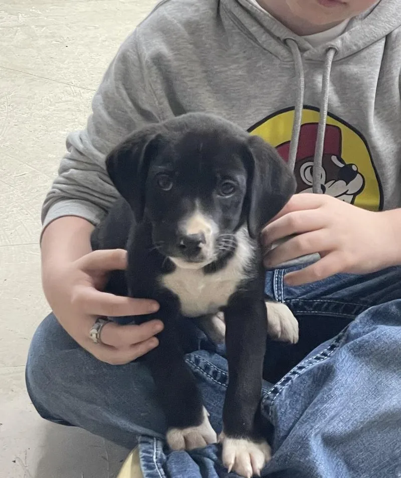 A baby large-sized male Tricolor (Brown, Black, & White) Labrador Retriever dog named Connollyye Jolly for adoption in Broomfield, CO