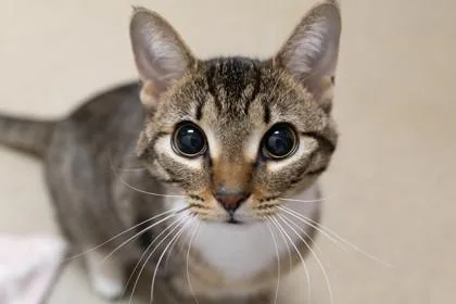 A young medium-sized female Domestic Medium Hair cat named Fudge for adoption in Ringoes, NJ