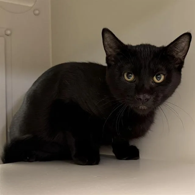 A baby small-sized male Domestic Short Hair cat named Onyx for adoption in Las Vegas, NV