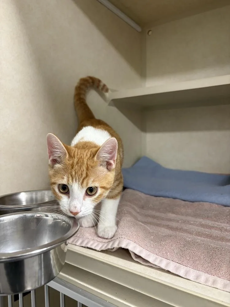 A baby medium-sized male Orange & White Domestic Short Hair cat named Burrito for adoption in Elmsford, NY