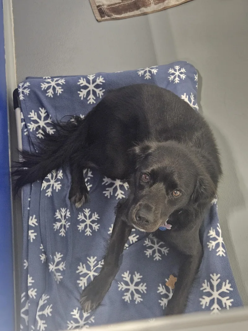 A young medium-sized female Black Collie dog named Jubilee for adoption in Kalamazoo, MI