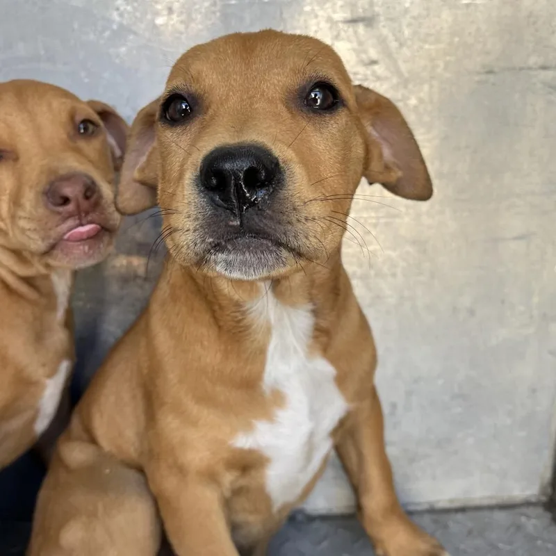 A baby small-sized female Red / Chestnut / Orange Mixed Breed dog named Crinkle for adoption in Chattanooga, TN
