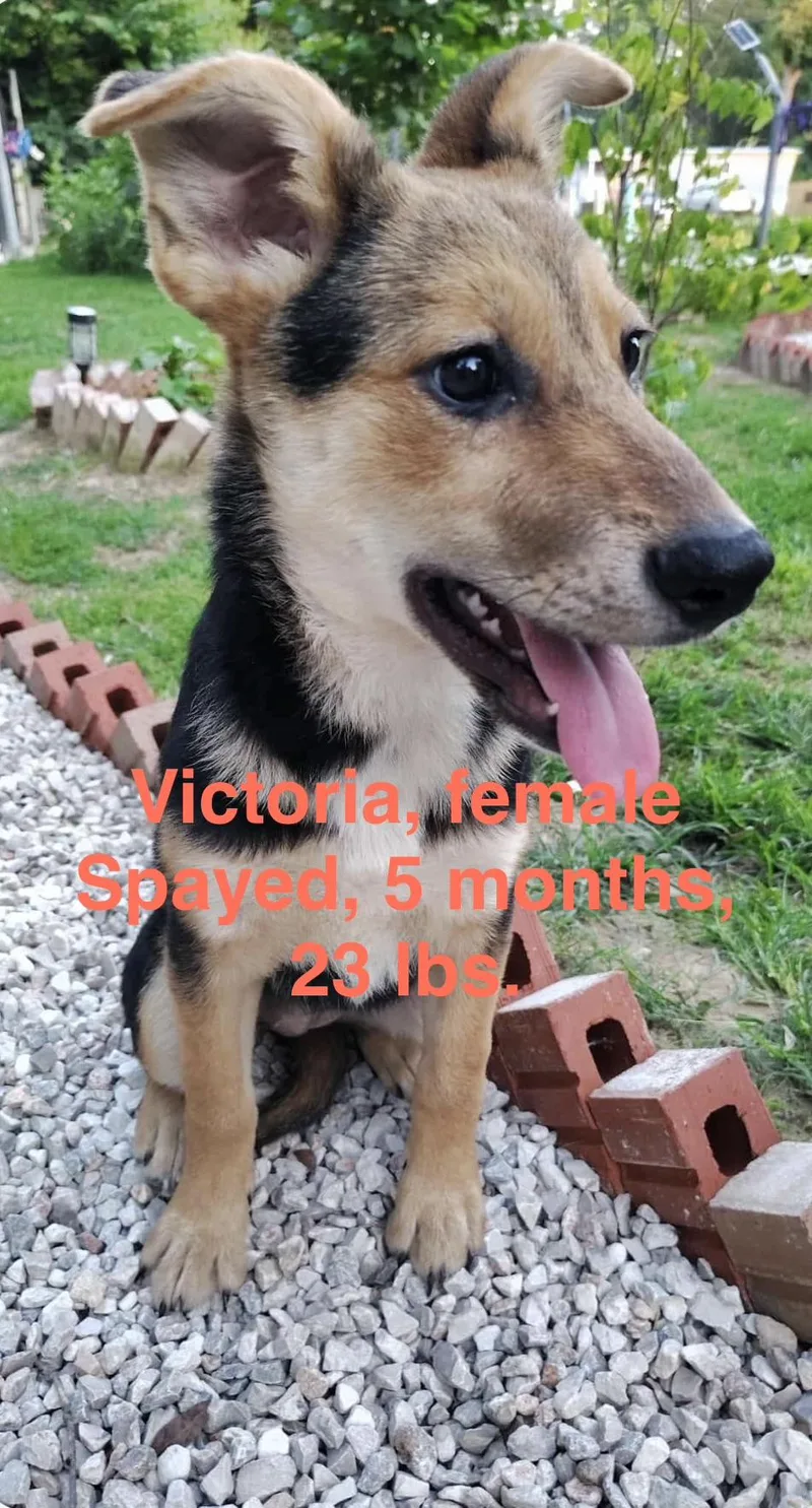 A baby medium-sized female German Shepherd Dog dog named Victoria for adoption in Barkhamsted, CT
