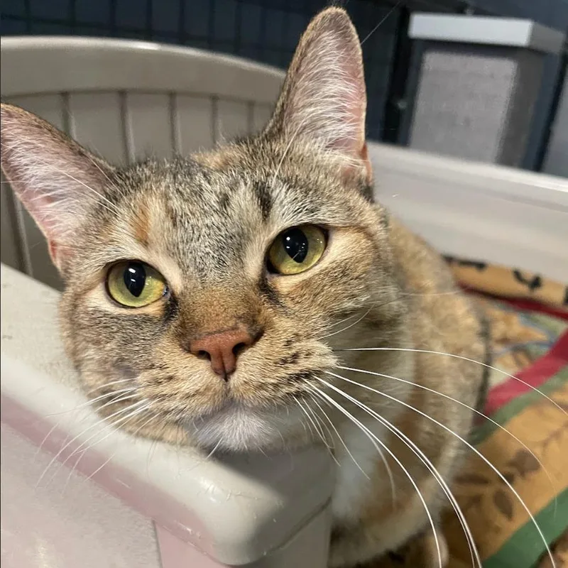 An adult medium-sized female Domestic Short Hair cat named Sweetie Pie for adoption in South Bend, IN