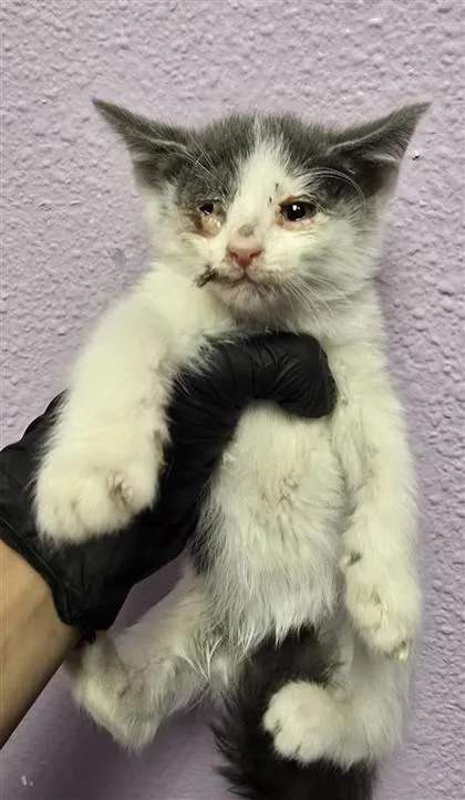 A baby small-sized female White Domestic Short Hair cat named 60924659 for adoption in El Paso, TX