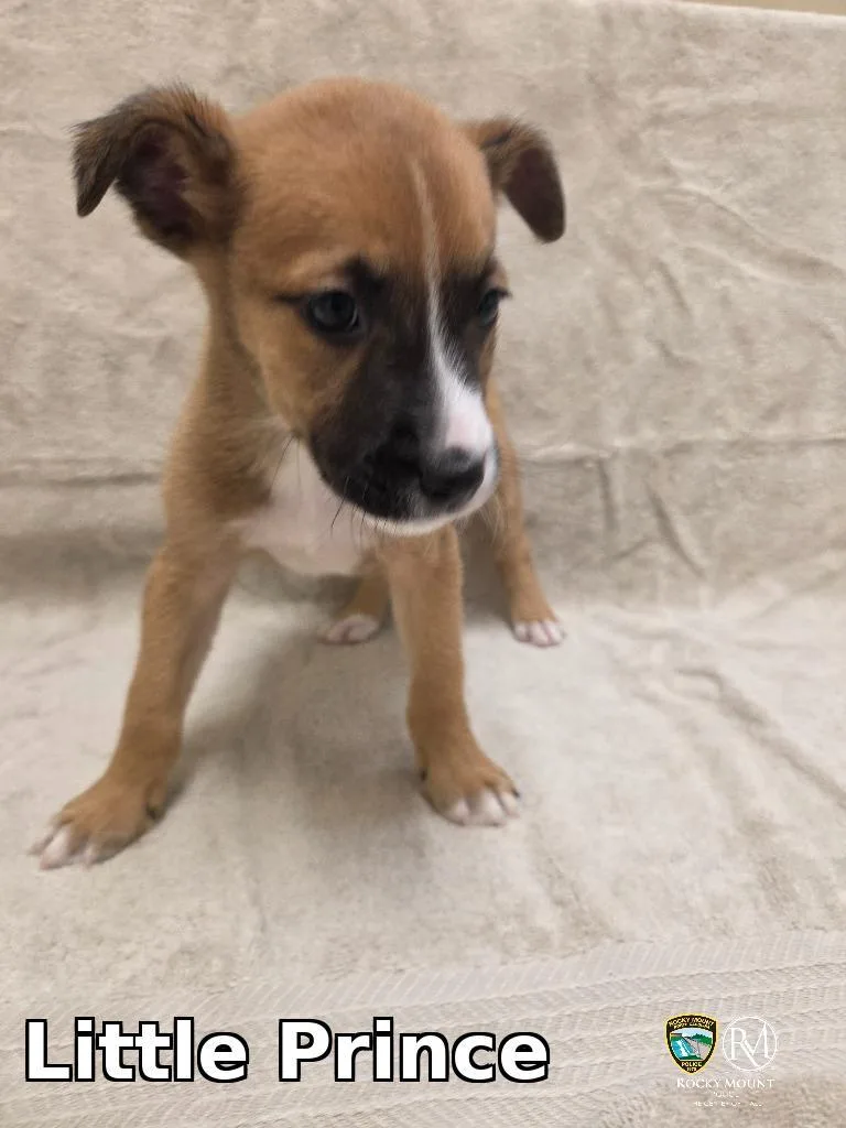 A baby small-sized male Shepherd dog named Little Prince for adoption in Rocky Mount, NC