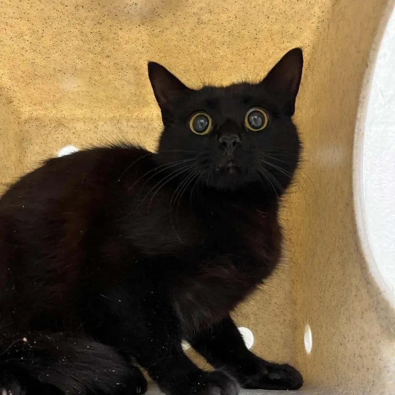 A young medium-sized female Black Domestic Short Hair cat named Svasstray for adoption in Lyndhurst, VA